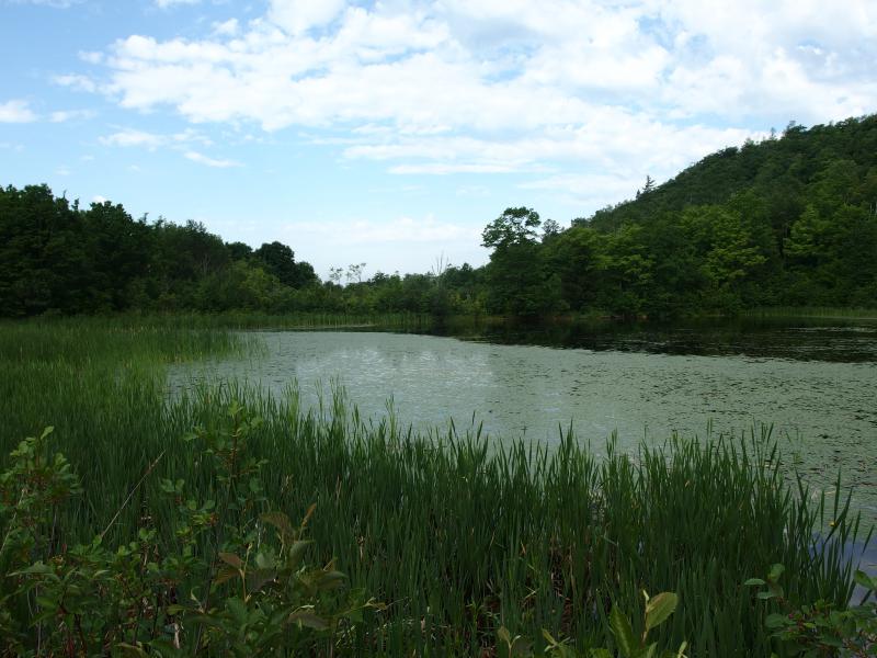 Large swamp sitting north of the bluff