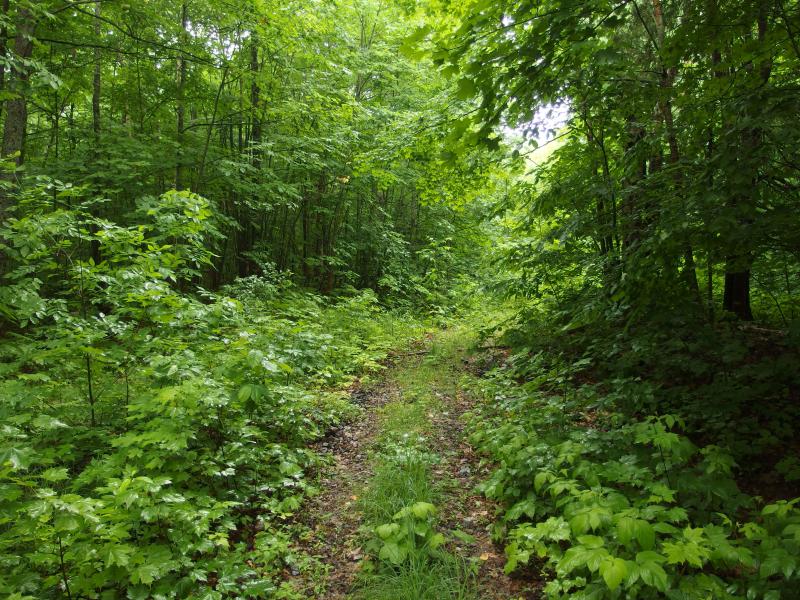 Overgrown ATV track up South Bluff