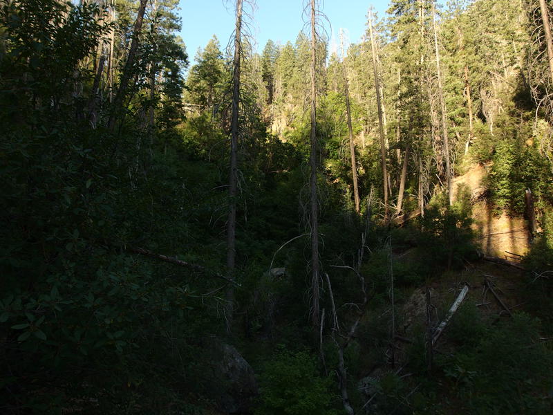 A mostly shaded creek