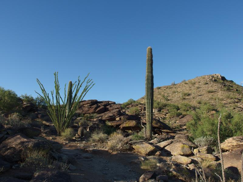Collection of different cacti on the trail