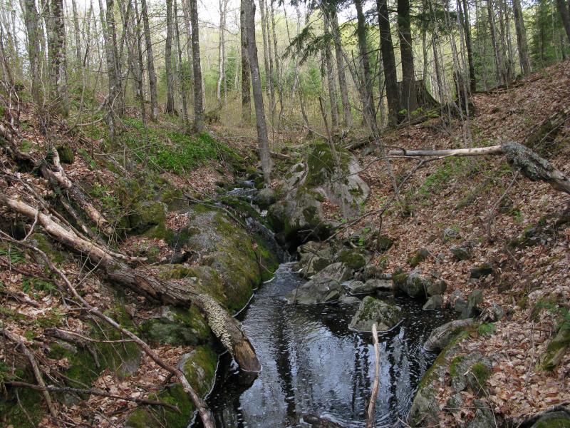 Tiny drops along a tiny creek