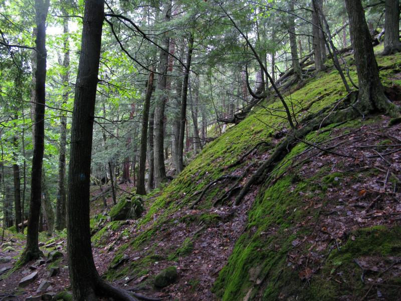 Mossy outcroppings on the east side of Sugarloaf