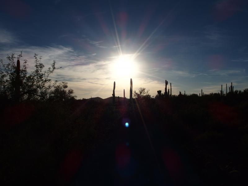 Bright sun over the cacti forest