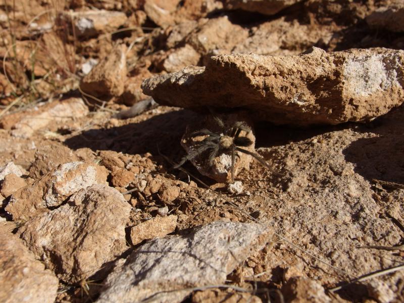 Cute, tiny spider along the path
