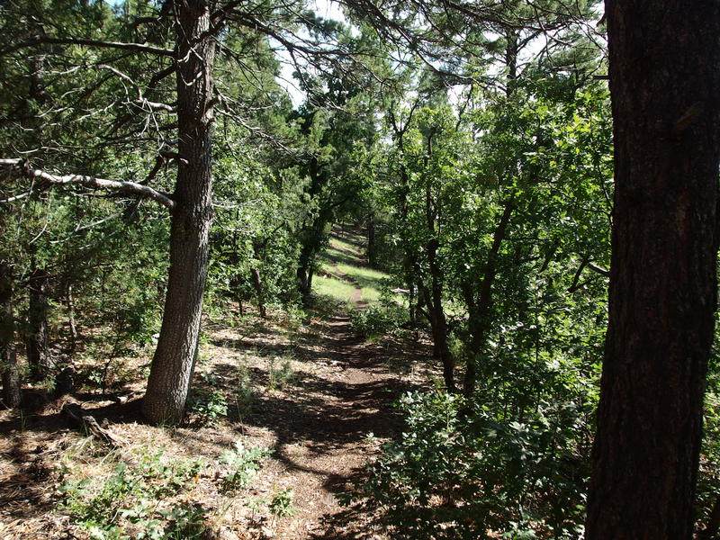 Pleasant wooded trail