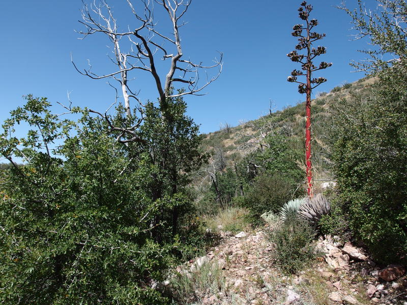 A bright agave along the descending trail