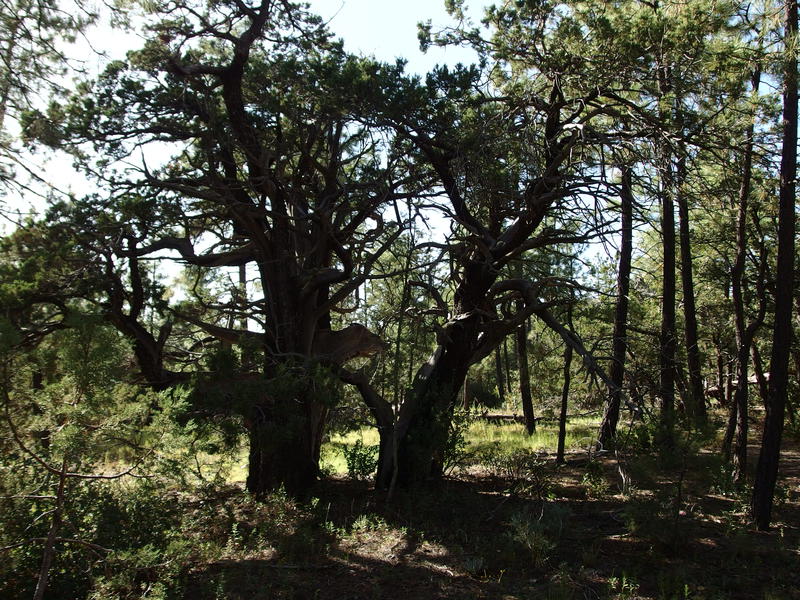 Gnarly collection of trees