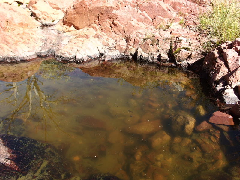 Stagnant pool of water along Wet Bottom drainage