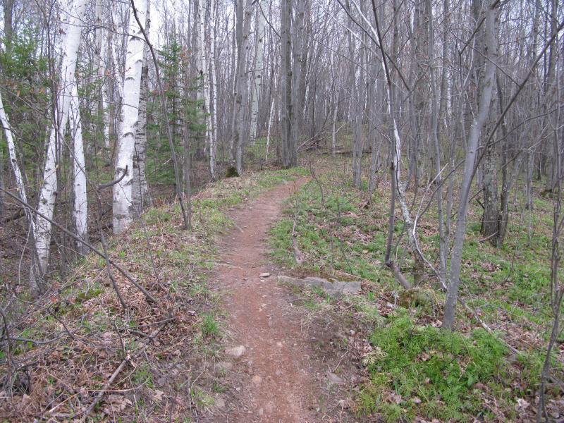 Biking trail through the woods