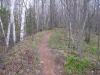 Biking trail through the woods