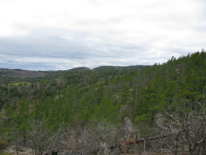 Acres and acres of pines on Mount Benison