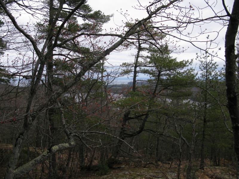 Scraggly trees blocking the northern view