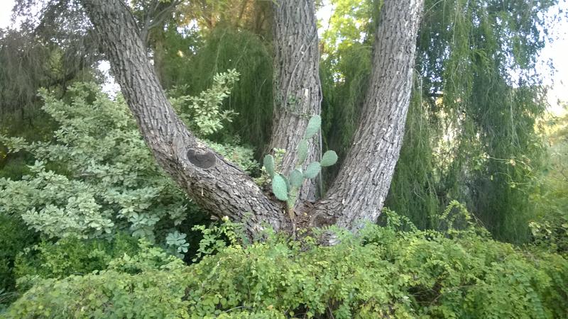 There be a cactus in that there tree