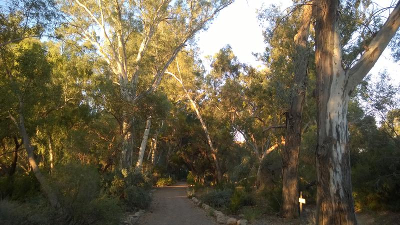 In the forest of the massive eucalyptus trees