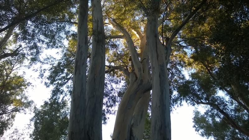 Massive branches high overhead