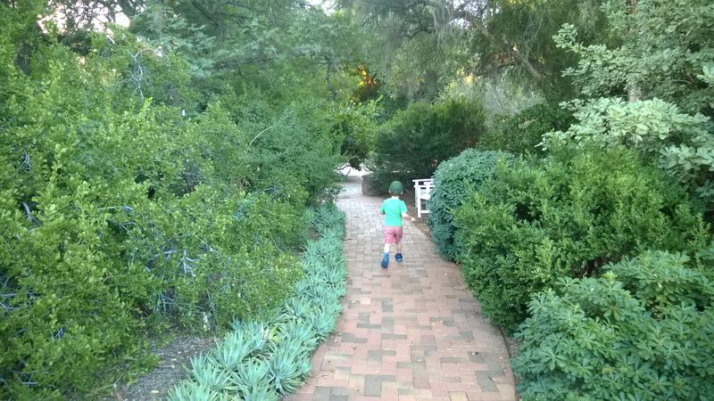 Noah running ahead in the rose garden