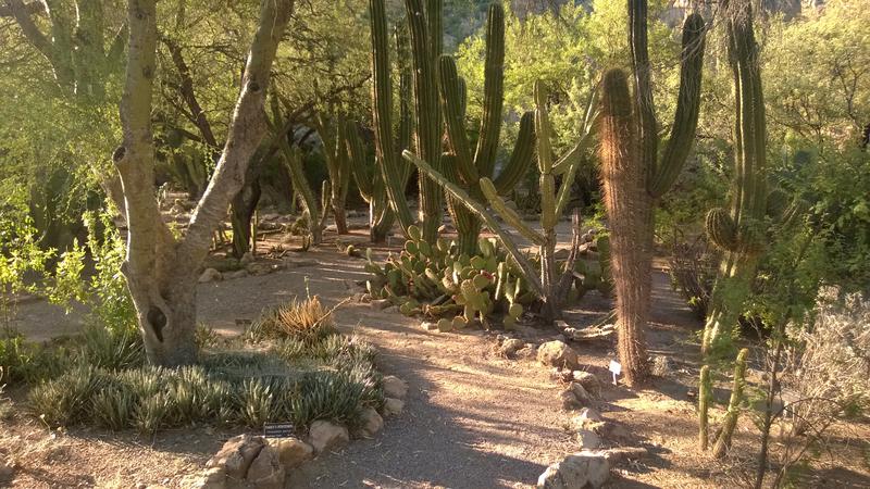 Winding paths through cactus
