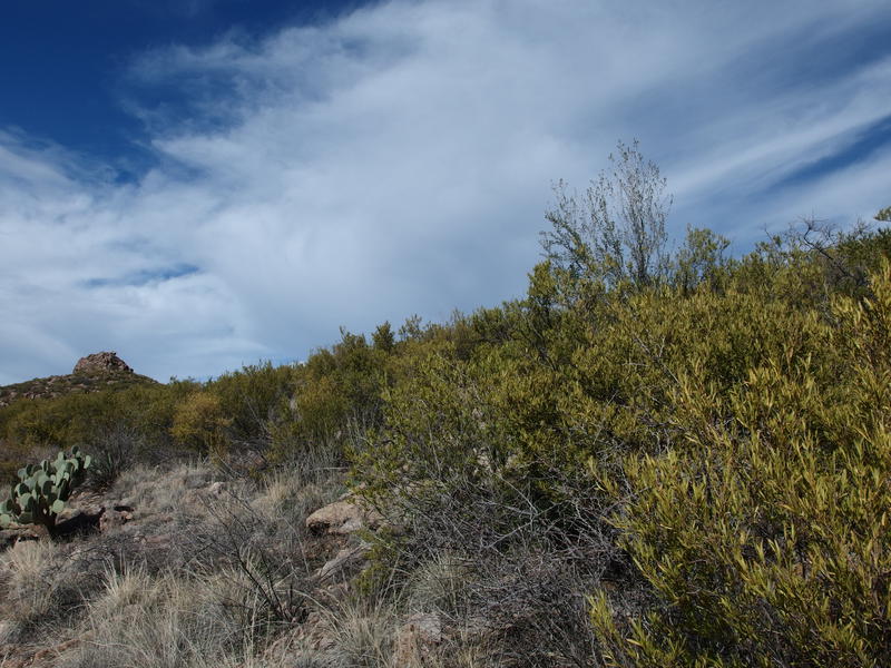 Brush (non-prickly) along the climb