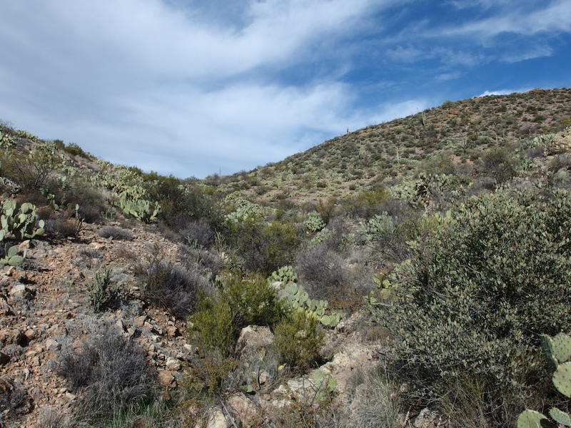 A veritable farm of prickly pear