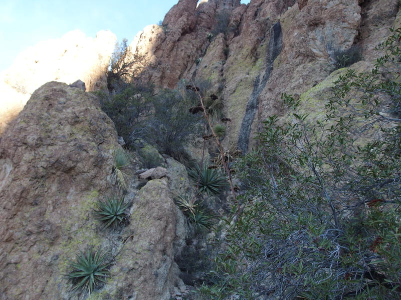A prickly ramp up the ridge