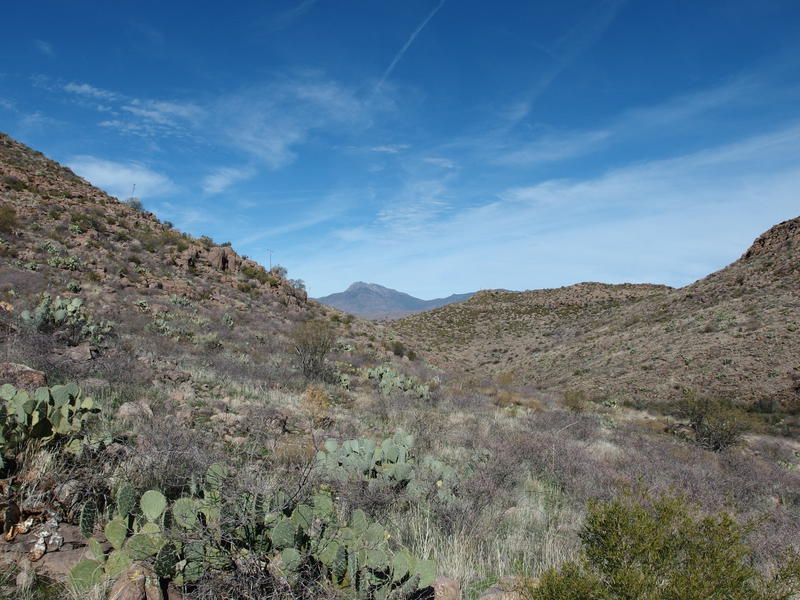 Surrounded by prickly plants