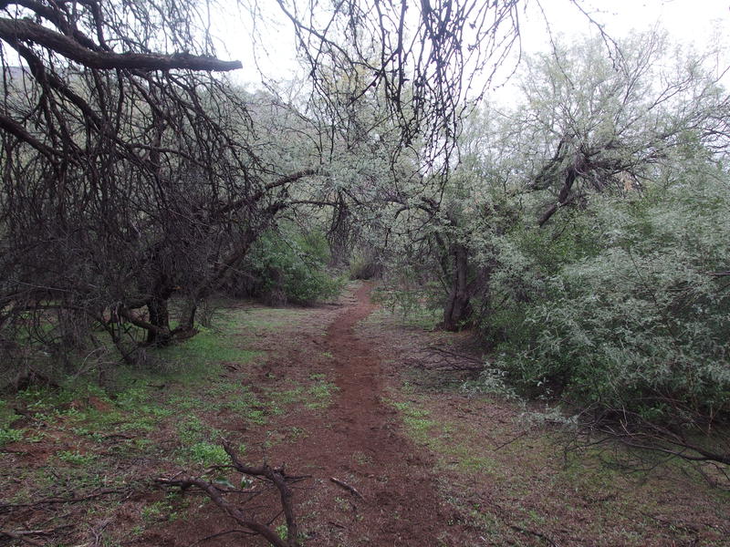 Dreamy walking along the Verde River Trail