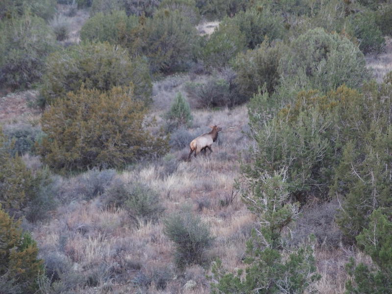 Startled elk ahead