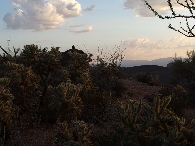 Dim lighting on cholla trees