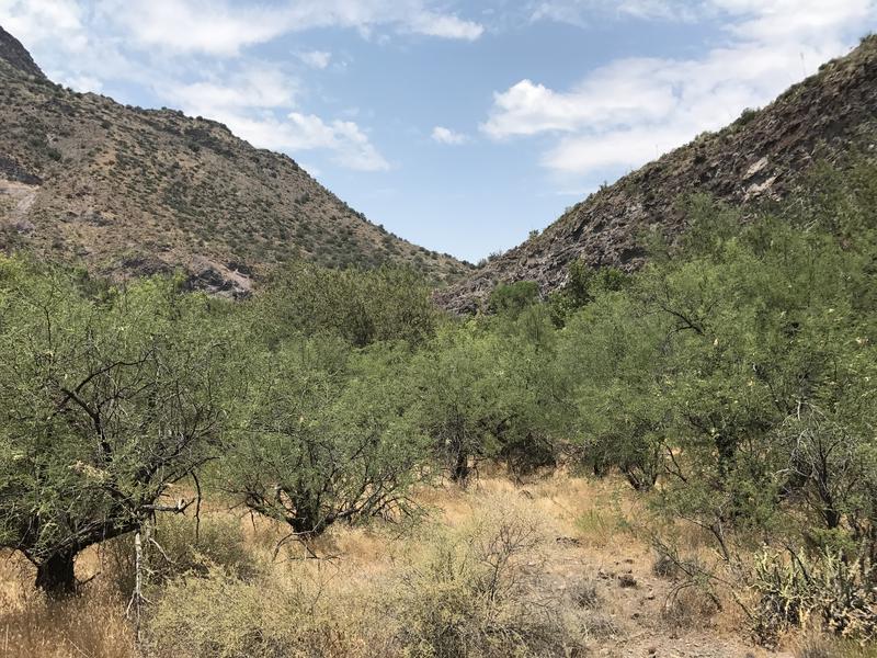 Hot, dry shortcut through thorny things