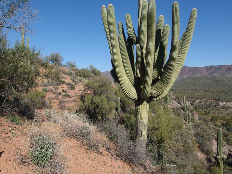 Big saguaro along the trail