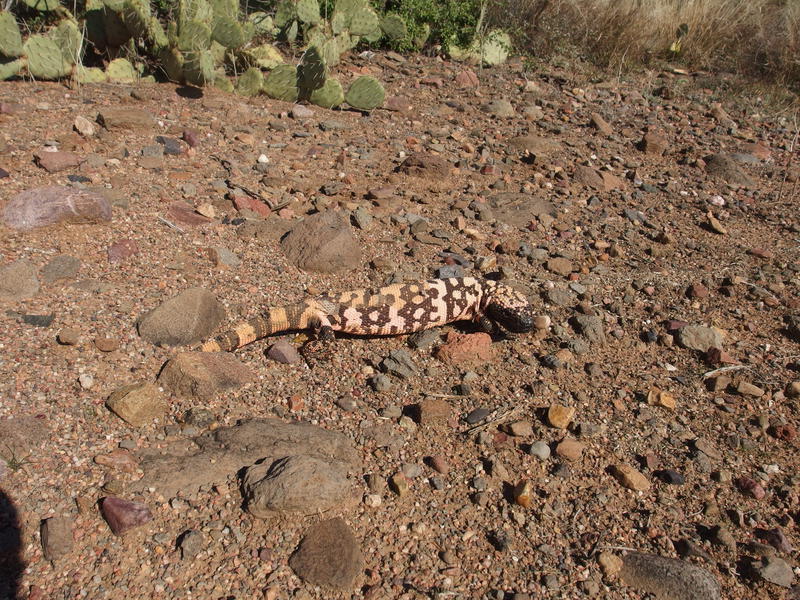 A molting gila monster along the way