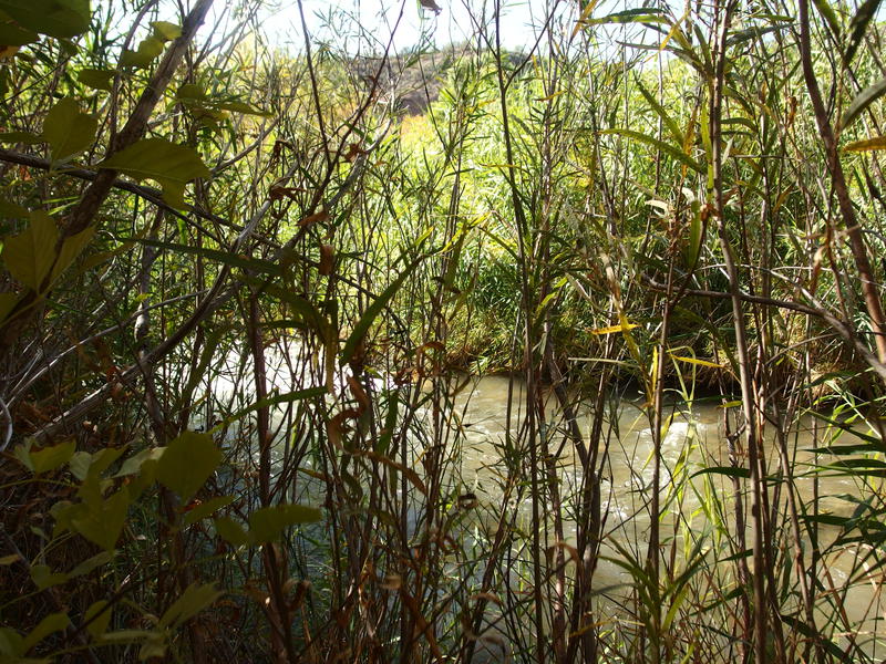 Reeds clustered thick around the river