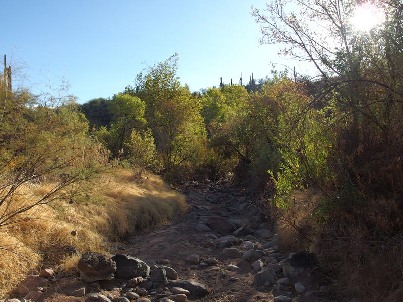 A very dry Sycamore Creek