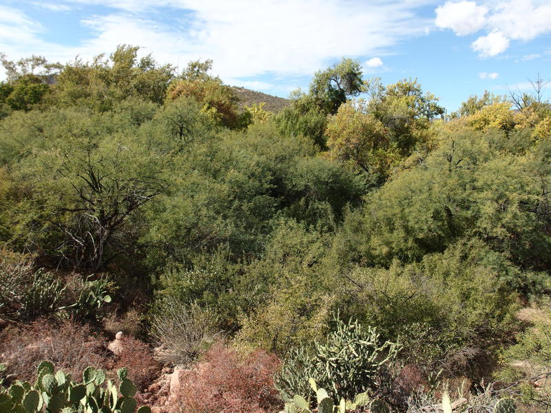 Drop into Wet Bottom Creek