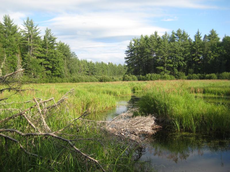 Lush grass clogging up West Branch headwaters