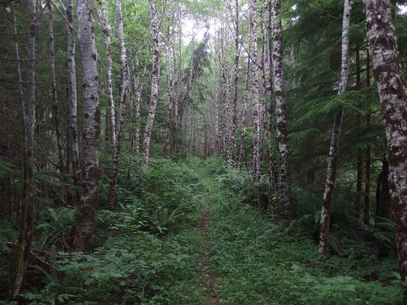 Narrow footpath between tall birch trees