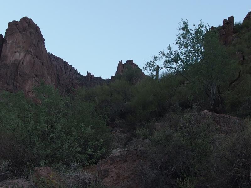 Tough trail through thick undergrowth