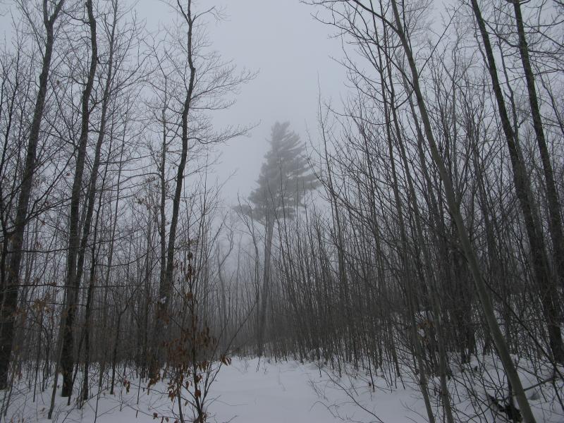 Mist and a single tall pine