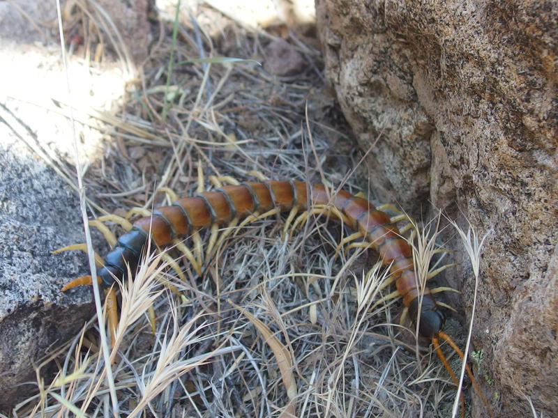 Little desert centipede along the trail