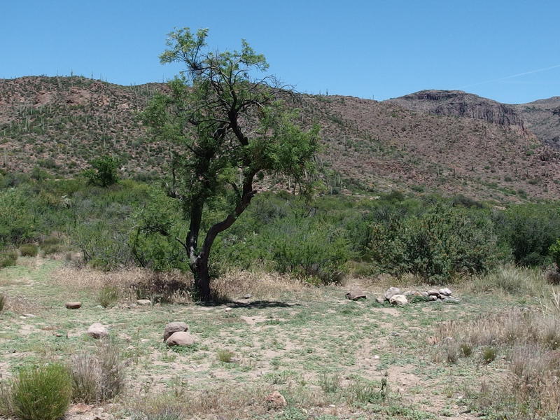 Tree and clearing near the spur trail to Bluff Springs