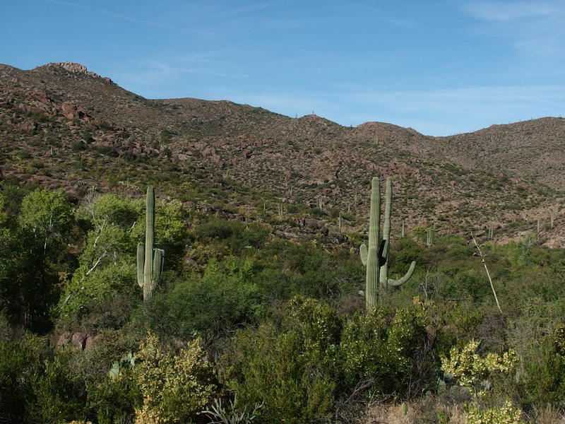 Trees and other greens along the wash