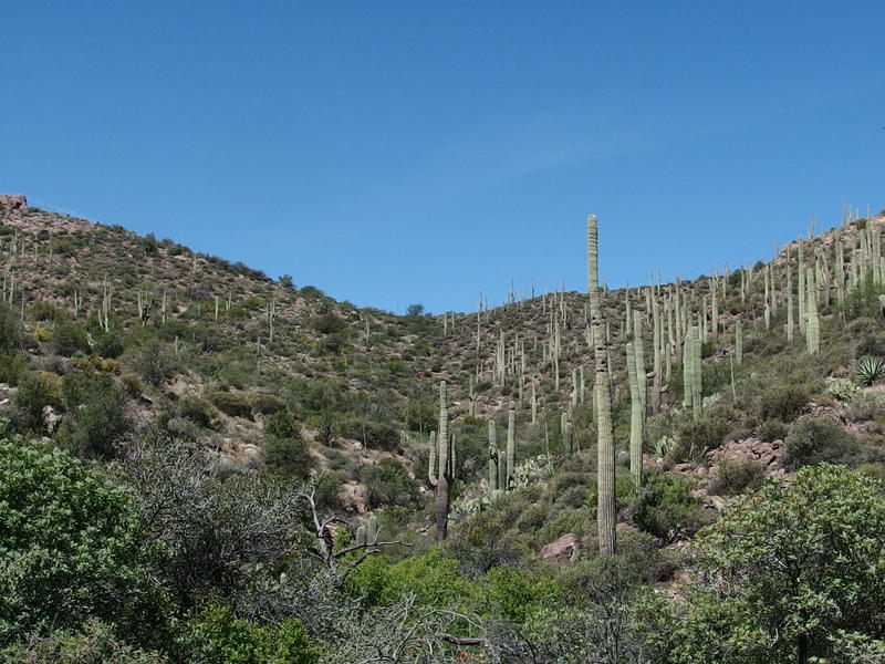 Last saddle to ascend on Whiskey Springs trail