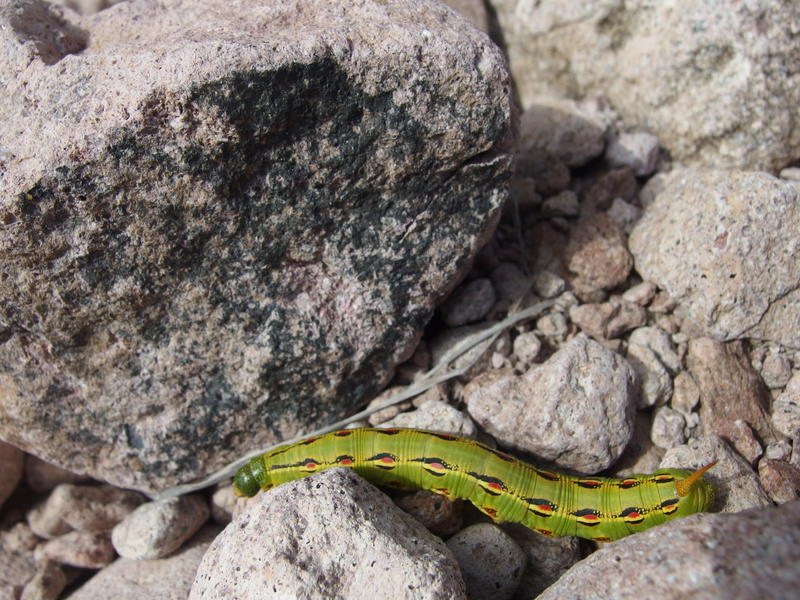 A spiky little caterpillar