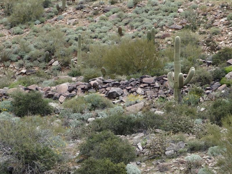 Pair of javelinas below the trail