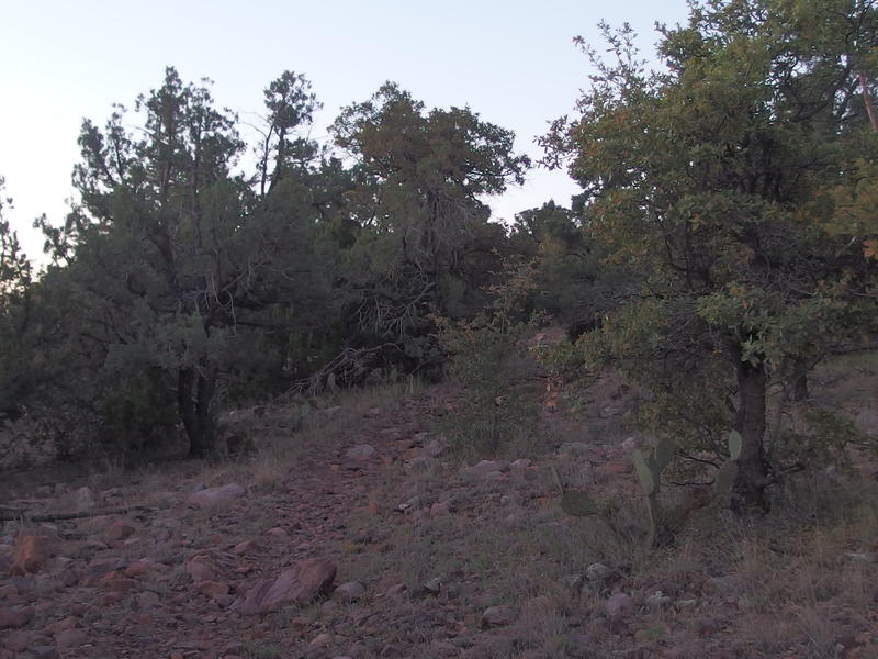 A mix of trees and cactus along the trail