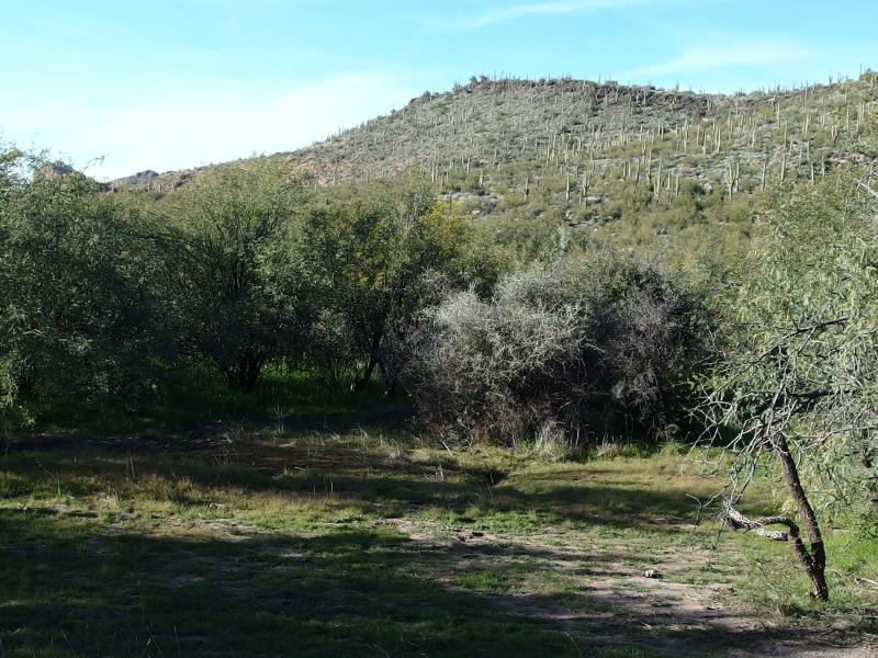 Grass and thick trees in the valley