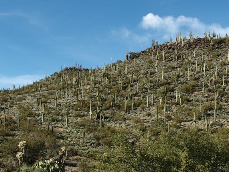 Stacks and stacks of cacti